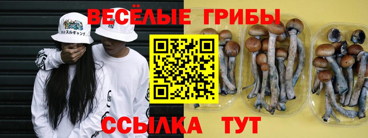 Чайковский  Псилоцибиновые грибы мицелий  Вход с VPN 
